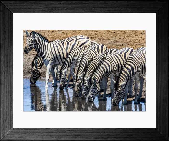 Framed Print : Zebras at a waterhole in Etosha National Park, Namibia Framed Print : Zebras at a waterhole in Etosha National Park, Namibia