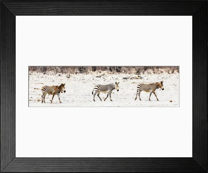 Framed Print : Zebras in Etosha National Park, Namibia