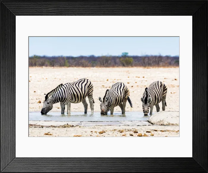 Framed Print : Zebras at a waterhole in Etosha National Park, Namibia Framed Print : Zebras at a waterhole in Etosha National Park, Namibia