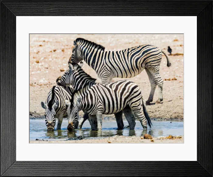 Framed Print : Zebras at a waterhole in Etosha National Park, Namibia Framed Print : Zebras at a waterhole in Etosha National Park, Namibia