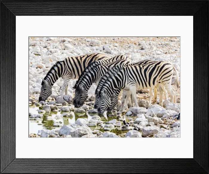 Framed Print : Zebras at a waterhole in Etosha National Park, Namibia Framed Print : Zebras at a waterhole in Etosha National Park, Namibia