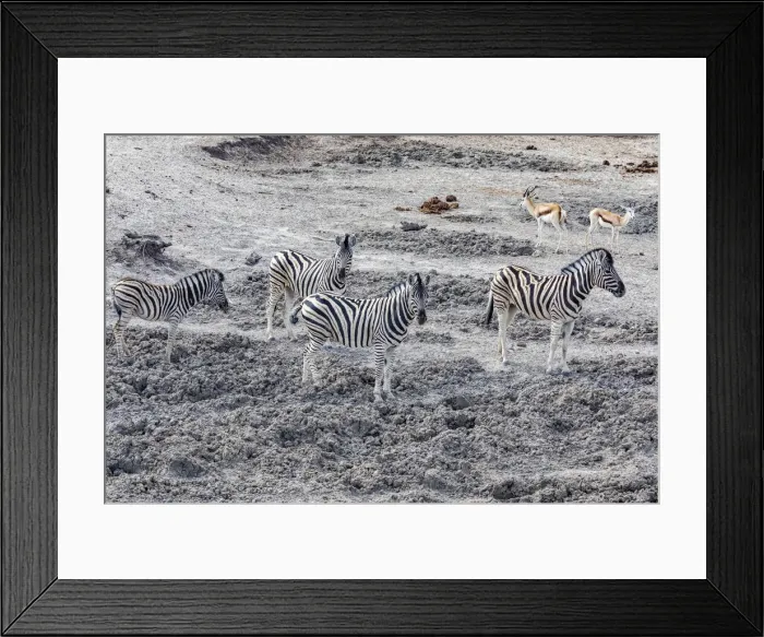 Framed Print : Zebras in Etosha National Park, Namibia
