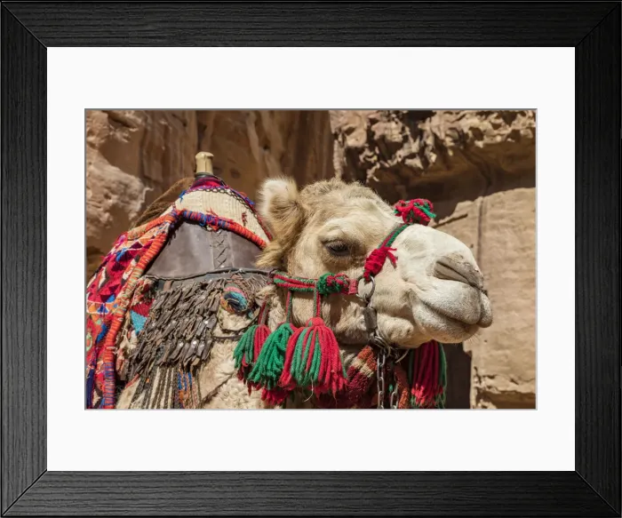 Framed Print : A camel at Petra, Jordan