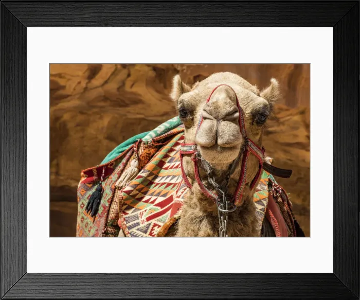 Framed Print : A camel at Petra, Jordan