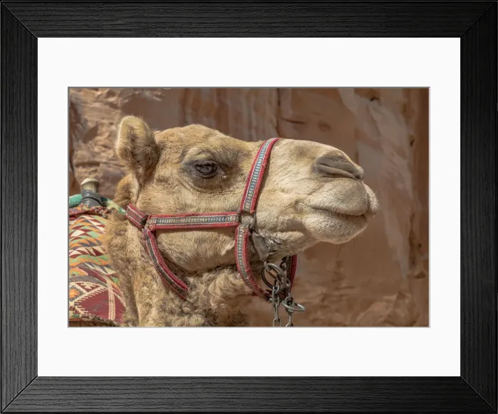 Framed Print : A camel at Petra, Jordan