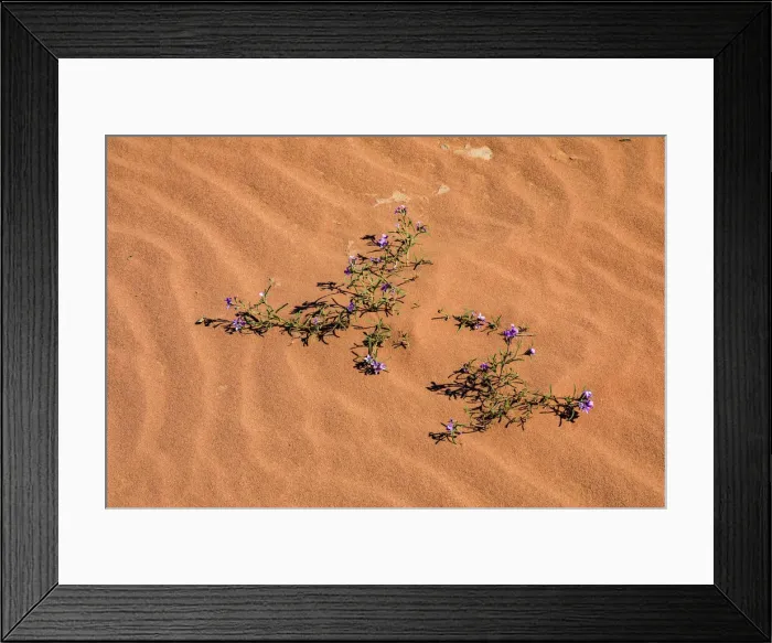 Framed Print : A plant surviving in the arid desert in Wadi Rum, Jordan