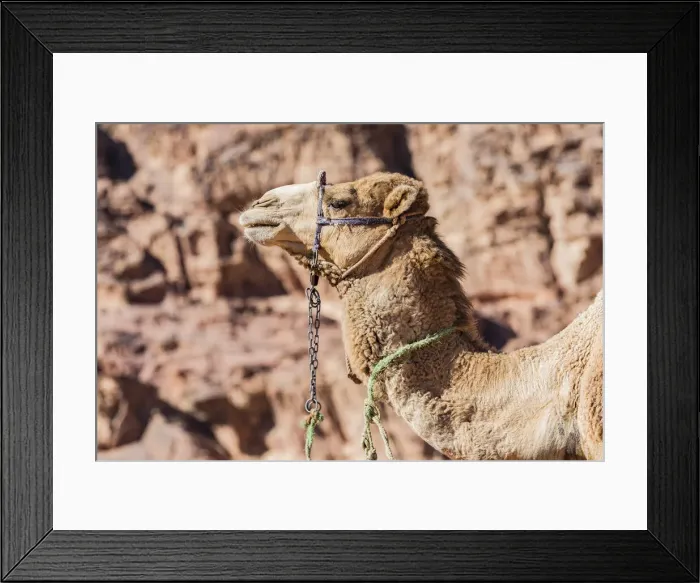 Framed Print : A camel at Wadi Rum, Jordan