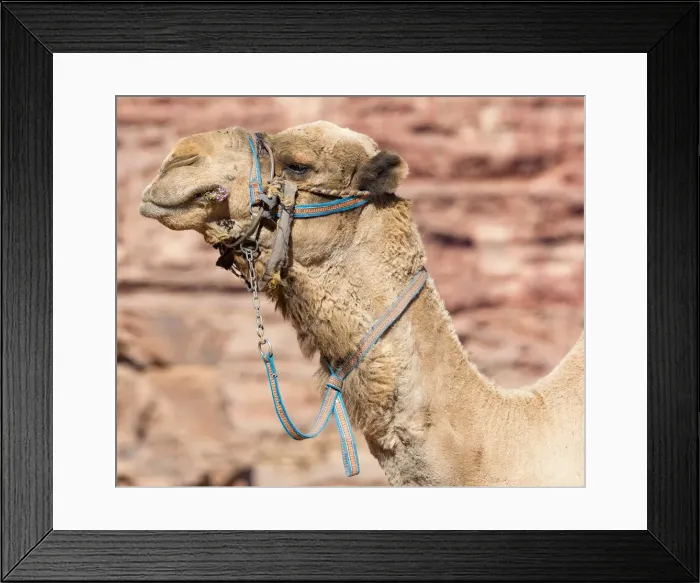 Framed Print : A camel at Wadi Rum, Jordan