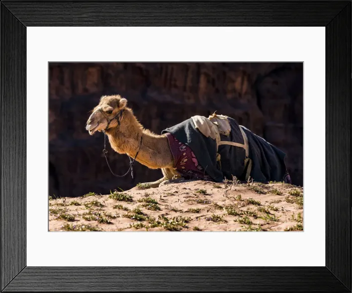 Framed Print : A camel at Wadi Rum, Jordan