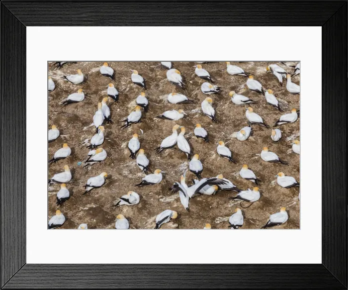 Framed Print : Cape gannets at Muriwai in Northland, New Zealand