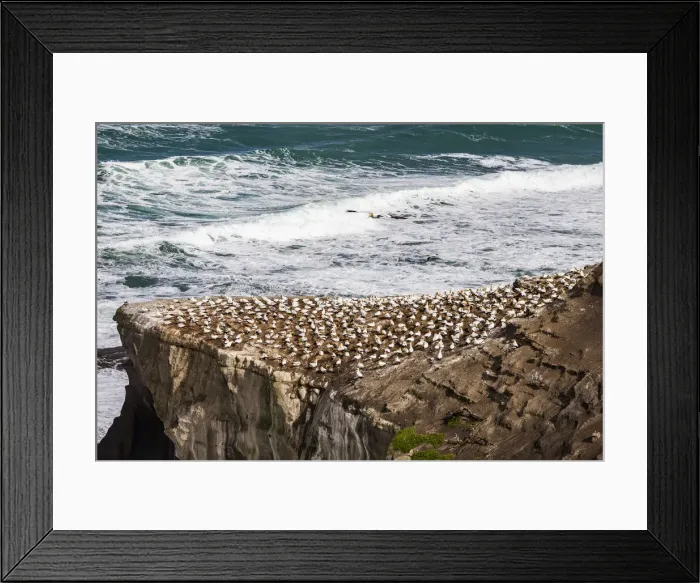 Framed Print : Cape gannets at Muriwai in Northland, New Zealand