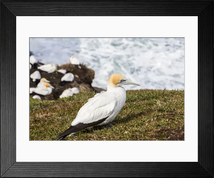 Framed Print : A cape gannet at Muriwai in Northland, New Zealand