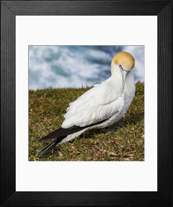 Framed Print : A cape gannet at Muriwai in Northland, New Zealand