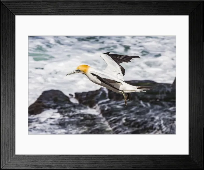 Framed Print : A cape gannet at Muriwai in Northland, New Zealand