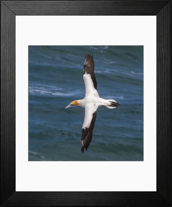 Framed Print : A cape gannet at Muriwai in Northland, New Zealand