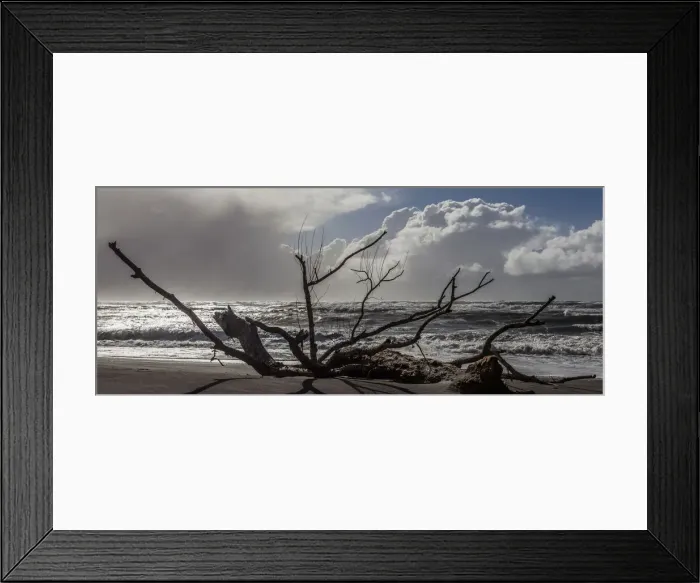 Framed Print : A sea-borne log on the beach at Hokitika in West Coast, New Zealand Framed Print : A sea-borne log on the beach at Hokitika in West Coast, New Zealand