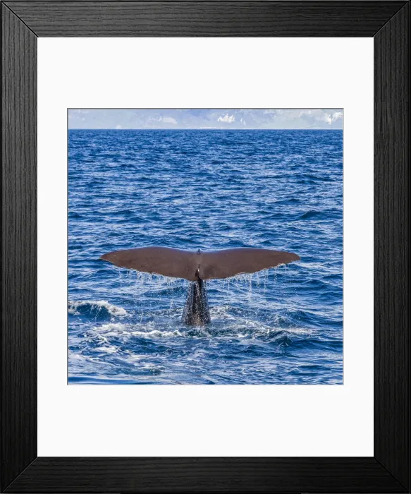 Framed Print : A sperm whale diving at Kaikoura in Canterbury, New Zealand Framed Print : A sperm whale diving at Kaikoura in Canterbury, New Zealand