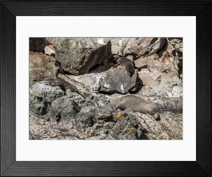 Framed Print : Fur seals at Kaikoura in Canterbury, New Zealand