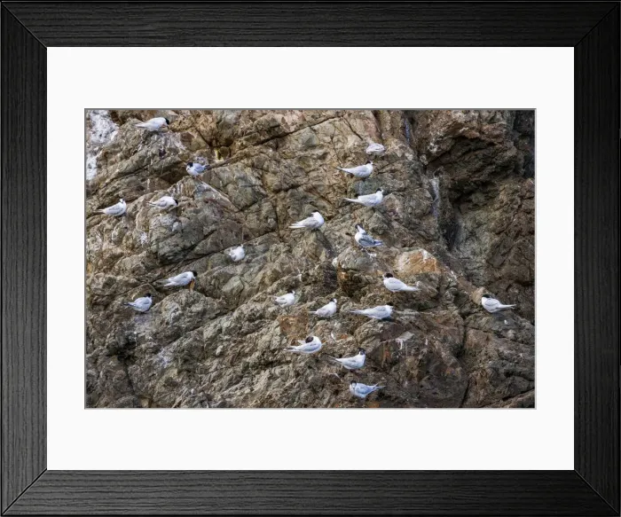 Framed Print : White-fronted terns at Kaikoura in Canterbury, New Zealand