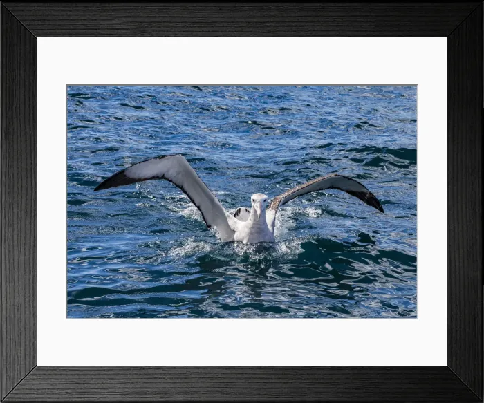Framed Print : A Gibson`s wandering albatross at Kaikoura in Canterbury, New Zealand