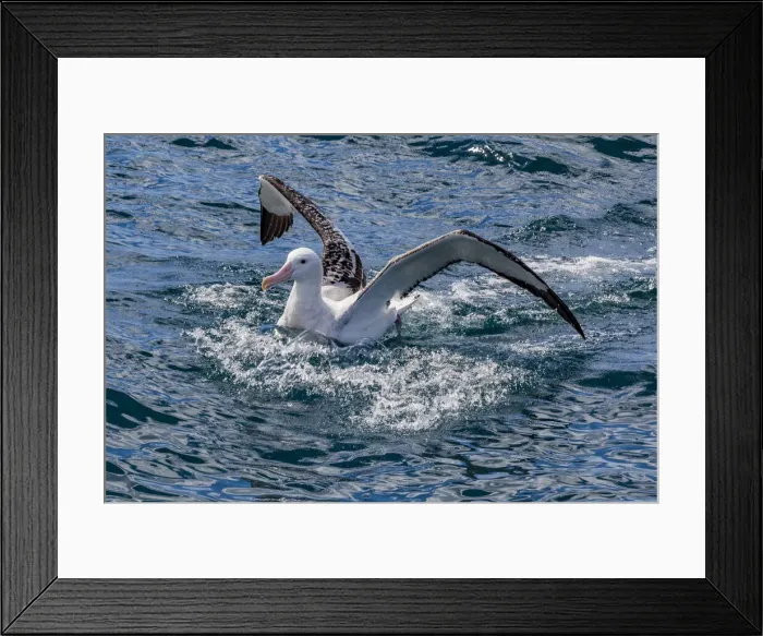 Framed Print : A Gibson`s wandering albatross at Kaikoura in Canterbury, New Zealand