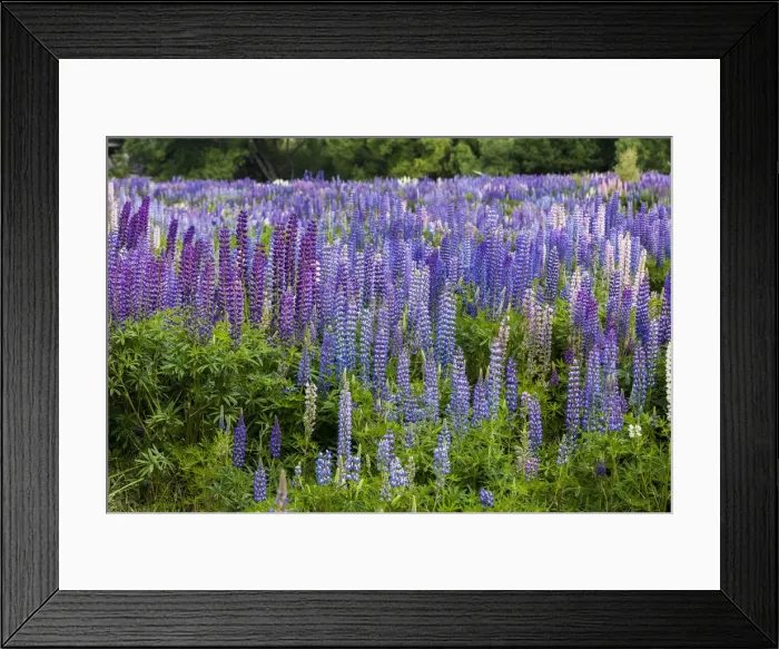 Framed Print : Lupins at Omarama in Otago, New Zealand