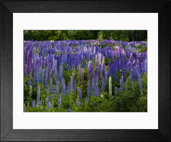 Framed Print : Lupins at Omarama in Otago, New Zealand