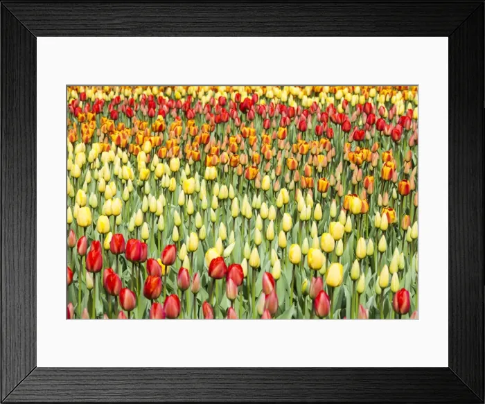 Framed Print : Spring flowers at Keukenhof Gardens, Netherlands Framed Print : Spring flowers at Keukenhof Gardens, Netherlands