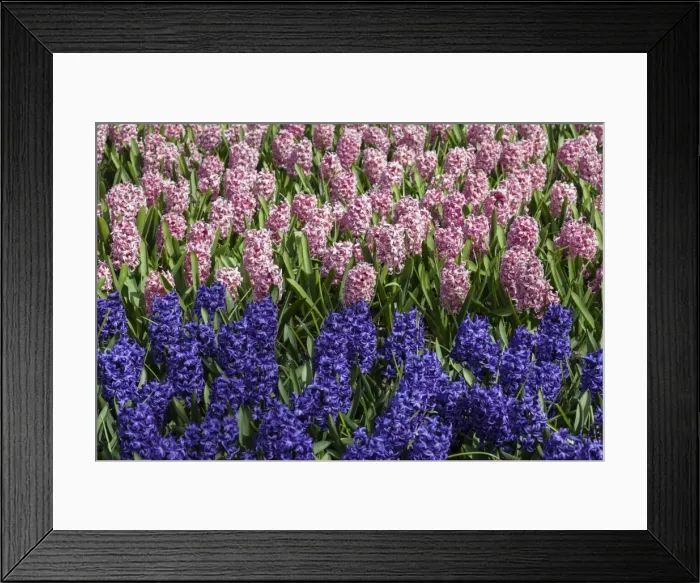 Framed Print : Spring flowers at Keukenhof Gardens, Netherlands