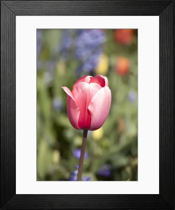 Framed Print : A single tulip at Keukenhof Gardens, Netherlands Framed Print : A single tulip at Keukenhof Gardens, Netherlands
