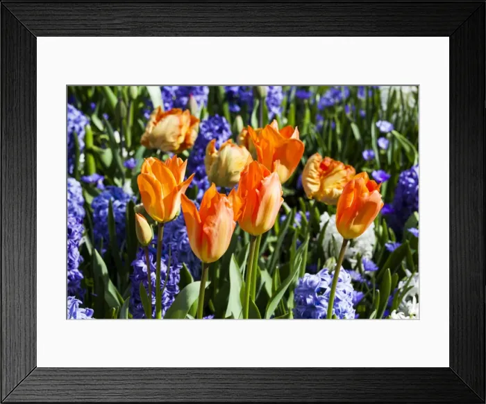 Framed Print : Spring flowers at Keukenhof Gardens, Netherlands Framed Print : Spring flowers at Keukenhof Gardens, Netherlands