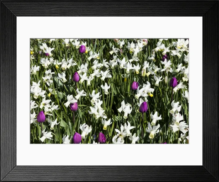 Framed Print : Spring flowers at Keukenhof Gardens, Netherlands