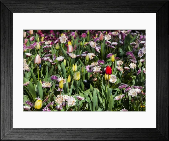 Framed Print : Spring flowers at Keukenhof Gardens, Netherlands