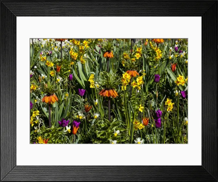 Framed Print : Spring flowers at Keukenhof Gardens, Netherlands