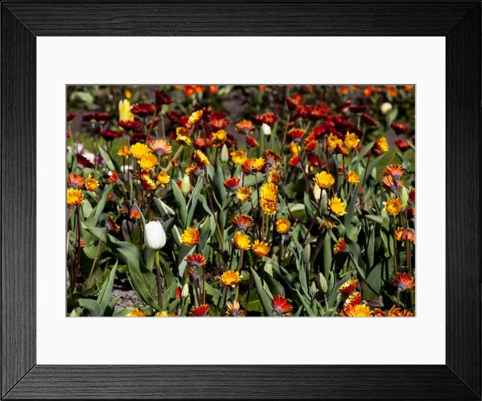 Framed Print : Spring flowers at Keukenhof Gardens, Netherlands