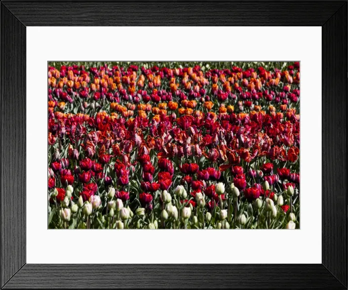 Framed Print : Spring flowers at Keukenhof Gardens, Netherlands
