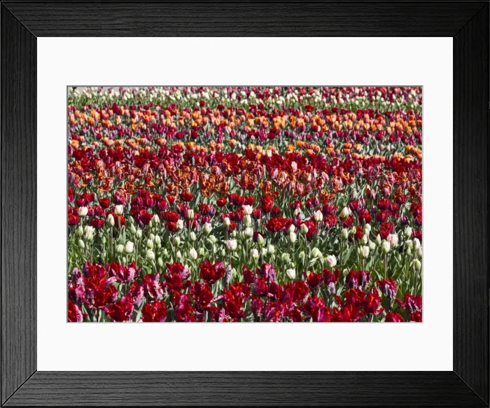 Framed Print : Spring flowers at Keukenhof Gardens, Netherlands Framed Print : Spring flowers at Keukenhof Gardens, Netherlands