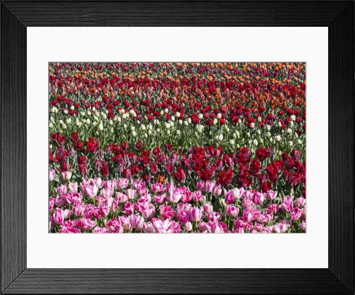 Framed Print : Spring flowers at Keukenhof Gardens, Netherlands