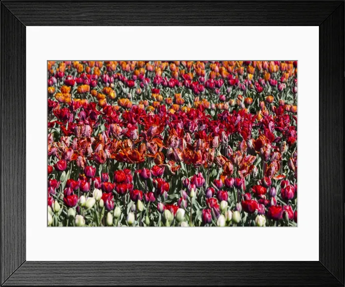 Framed Print : Spring flowers at Keukenhof Gardens, Netherlands