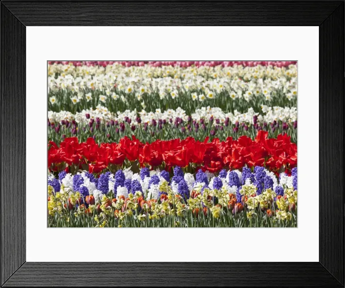 Framed Print : Spring flowers at Keukenhof Gardens, Netherlands Framed Print : Spring flowers at Keukenhof Gardens, Netherlands