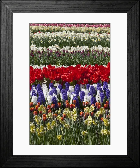 Framed Print : Spring flowers at Keukenhof Gardens, Netherlands Framed Print : Spring flowers at Keukenhof Gardens, Netherlands