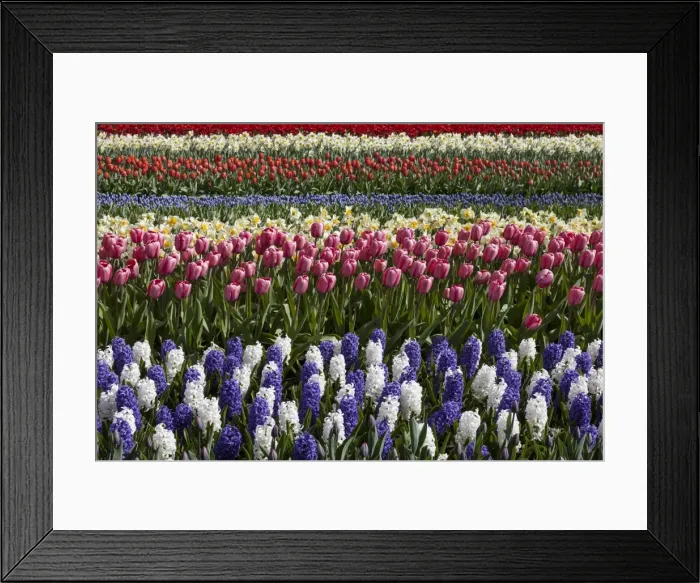 Framed Print : Spring flowers at Keukenhof Gardens, Netherlands