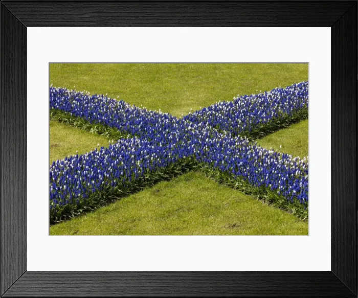 Framed Print : Spring flowers at Keukenhof Gardens, Netherlands