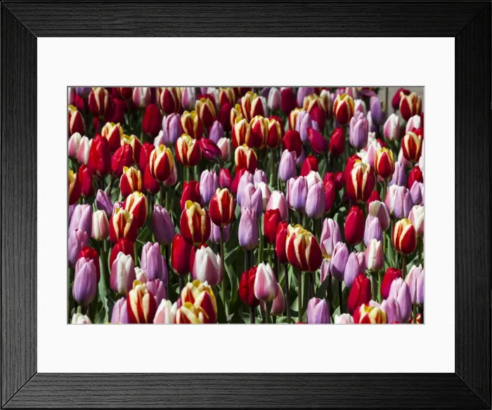 Framed Print : Spring flowers at Keukenhof Gardens, Netherlands