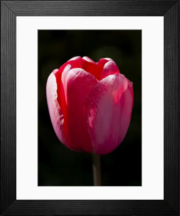 Framed Print : A single tulip at Keukenhof Gardens, Netherlands Framed Print : A single tulip at Keukenhof Gardens, Netherlands