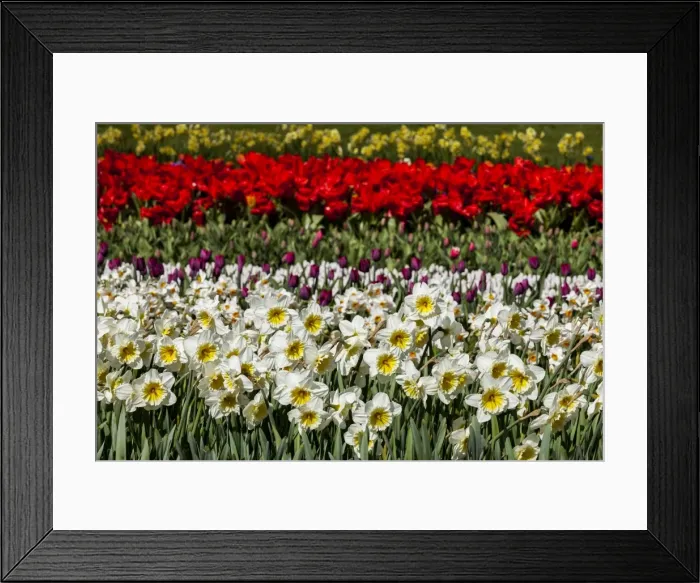 Framed Print : Spring flowers at Keukenhof Gardens, Netherlands