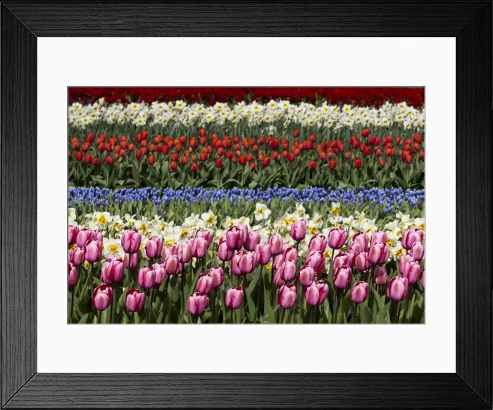 Framed Print : Spring flowers at Keukenhof Gardens, Netherlands Framed Print : Spring flowers at Keukenhof Gardens, Netherlands