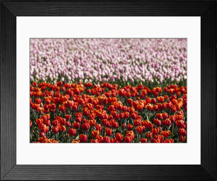 Framed Print : Bulbfields at Voorhoot, Netherlands