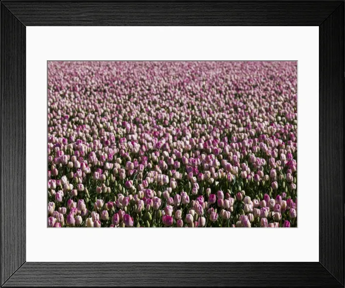 Framed Print : Bulbfields at Voorhoot, Netherlands