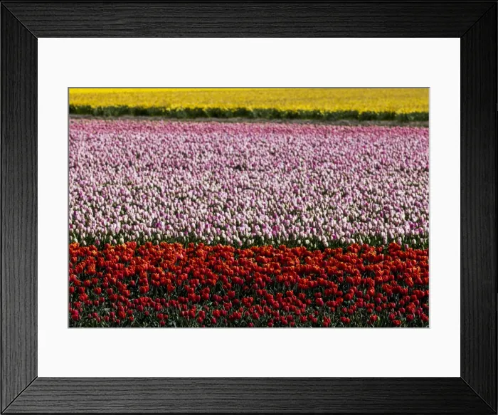 Framed Print : Bulbfields at Voorhoot, Netherlands